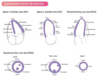 Reference (normal) values for echocardi